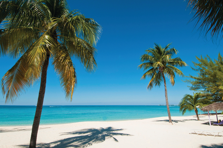 Tropical palm trees with tall, slender trunks and lush green fronds, set against a clear blue sky.